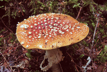 Amanita4