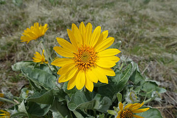 Sporadic Balsamm Root along the way at lower elevations.