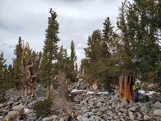 Amazing Bristlecone Pine grove