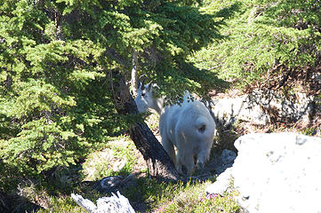 A friend of the trail