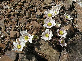 Alpine White Marsh Marigold