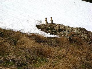 Synchronized ground squirrels standing