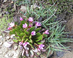 Alpine-Spring-Beauty