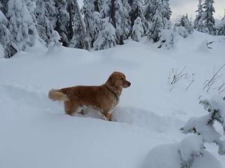 The mighty Retriever