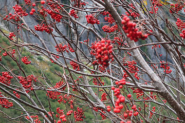 bird food: mountain ash.[url=https://farm2.staticflickr.com/1952/44678122615_8b425af13a_o.jpg](Bear food[/url] too! Link to photo on trail on 10/27 by Steph Abegg).