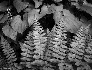 False Lilly and Fern (1 of 1)