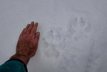 Some good sized wolf tracks. I see them almost every time I'm out.