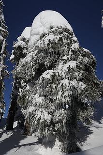 Old snow, new snow, and icicles all on one tree.