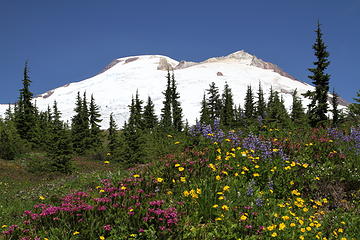 Meadow and mountain