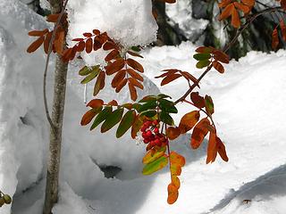 Fall color  and snow