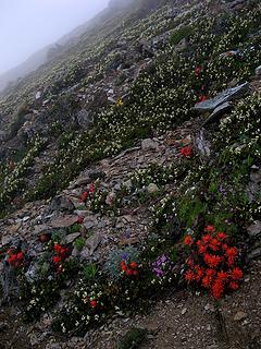 Flowers in the fog 5