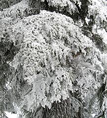 Frosted Branches 2