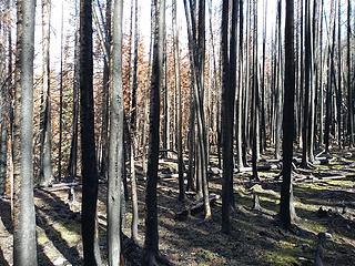 Charred landscape