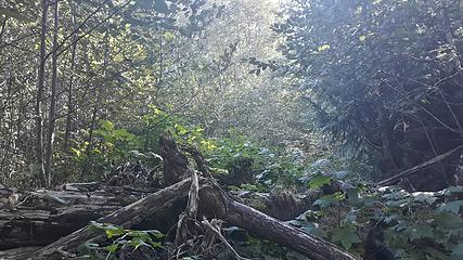 South Fork Nooksack on PNT old logging slash and brush on old roadbed