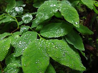 raindrops on leaves 
Goat Lake hike, mtn loop Highway, WA, 6/19