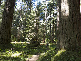 Huge Elwha Doug's just before Hayes Ranger Station