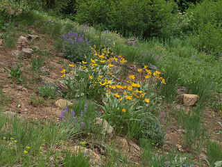 Balsamroot