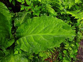 Big skunk cabbage leaf 
Goat Lake hike, mtn loop Highway, WA, 6/19