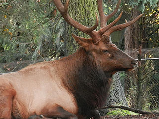 Mighty Elk, King Co.