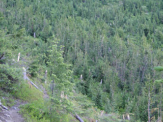 Snapped trees slope on Crystal Peak trail.