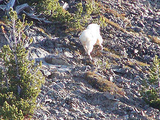 Zoom of one of the Mountain Goats
