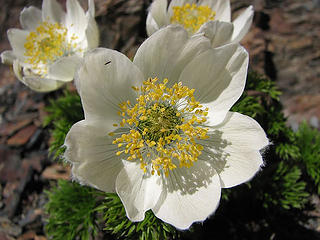 Western anemone