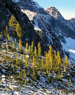 Larches angling down from Heather Pass