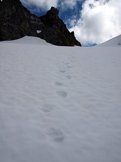 we were hot on the trail of another bear