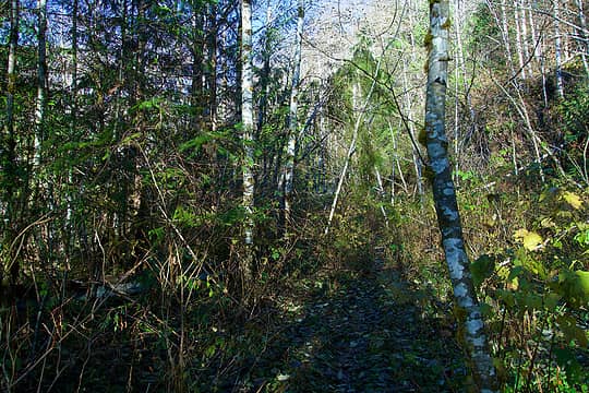 Faint trail on the E side of Williamson Creek