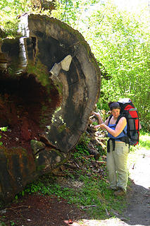 Just one of many old blowdowns measuring over 8 feet in diameter