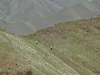 Some elk grazing below. It must have been a rough winter for them.