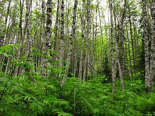 verticals 
Goat Lake hike, mtn loop Highway, WA, 6/19