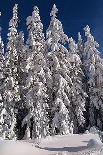 Into the snowy trees