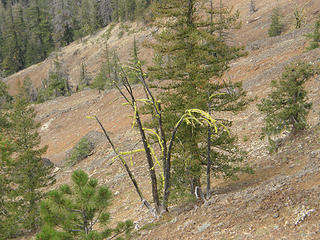 Views from Miller Peak trail.