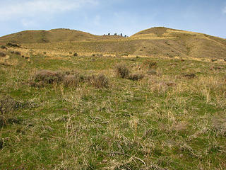 Rolling Hills with wildflower deficit.