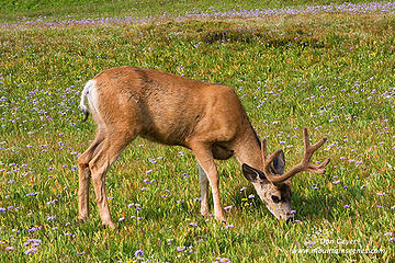 Deer near Logan Pass