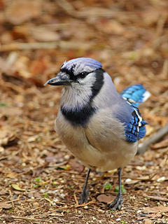 21- Blue Jay