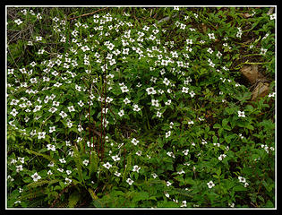 Bunch A Bunchberries