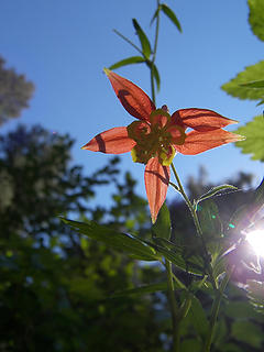 Sidelit columbine