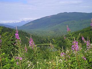 Fireweed (of course) over Lake Palmer