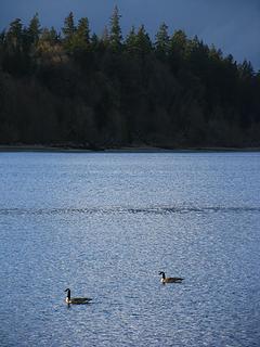 sky trees water birds