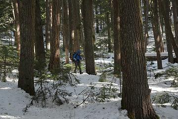 Open forest uphill for thousands of feet.