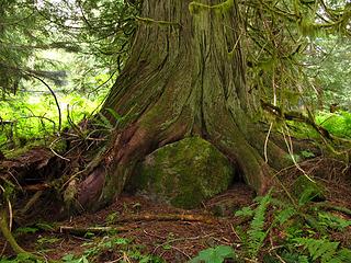 That tree has big stones. 
Goat Lake hike, mtn loop Highway, WA, 6/19