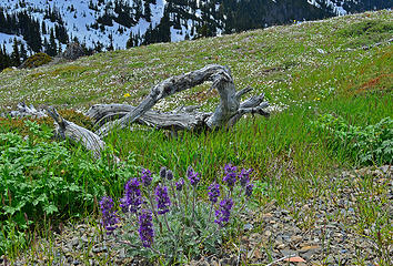 roadside flowers 4