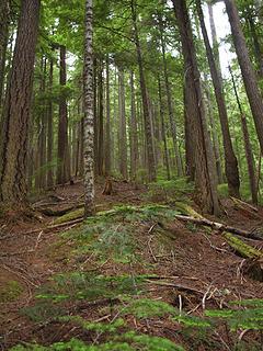 tall trees