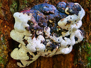 Wet fungus