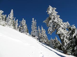 I like frosty trees