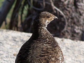 Ptarmigan