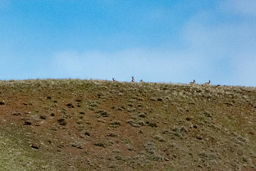 Mule deer disappearing over the ridge