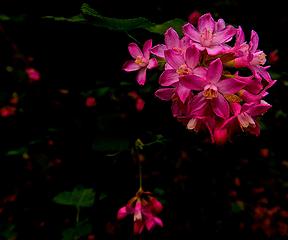 Red-flowering currant